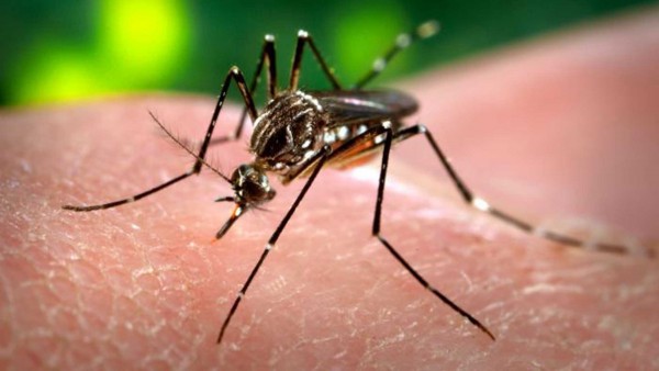 Virus Zika, OMS dichiara emergenza Internazionale