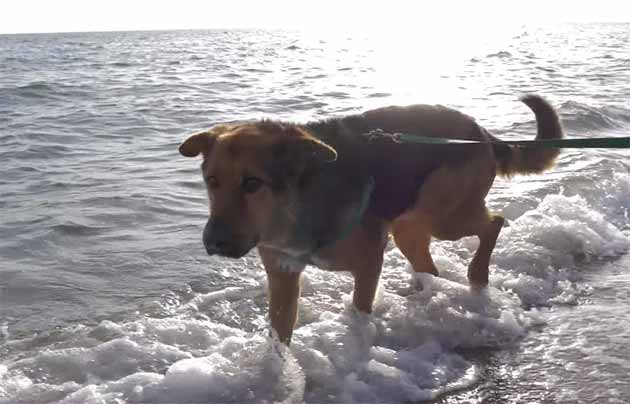 Canile lager escono e vedono il mare per la prima volta