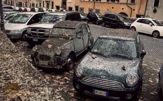 A Roma scatta l'allarme tubercolosi a causa del guano che cade dagli alberi