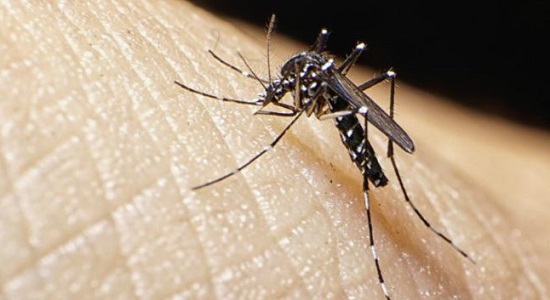 Brasile allerta e paura per il virus Zika. I soggetti più a rischio donne incinta e bambini