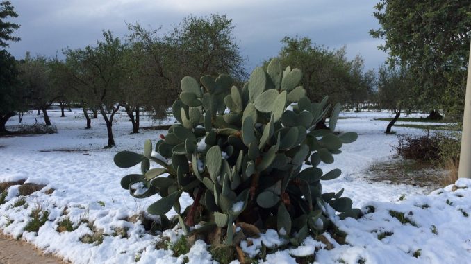 Prezzi Frutta e Verdura Inverno 2017